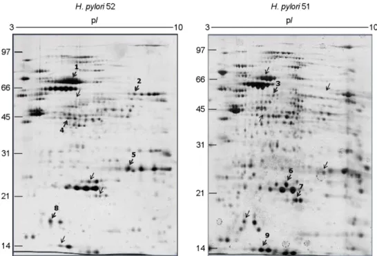 Figure 2. Two-dimensional gel electrophoresis profiles of H. pylori 51 and 52. A total 100 μg of whole-cell protein of each strain was  applied on 170-mm IPG strips with a range of  pH 3-10, followed by 12% SDS-PAGE, and visualized by silver staining