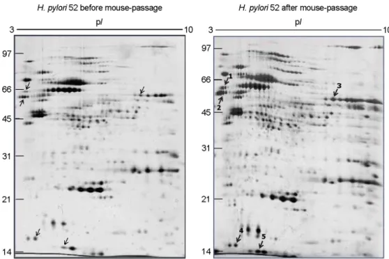 Figure 3. Comparison of  two-dimensional gel electrophoresis profiles of  H. pylori 52 before and after FVB mouse passage