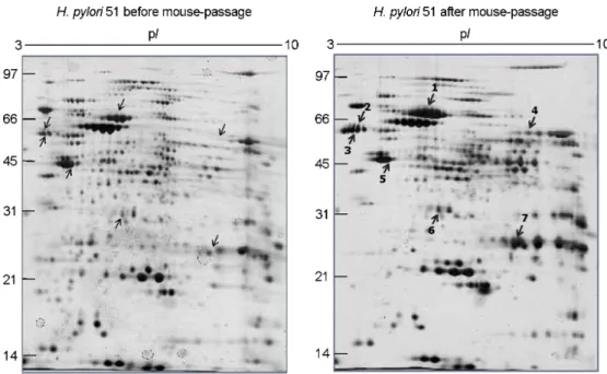 Figure 4. Comparison of  two-dimensional gel electrophoresis profiles of  H. pylori 51 before and after FVB mouse passage