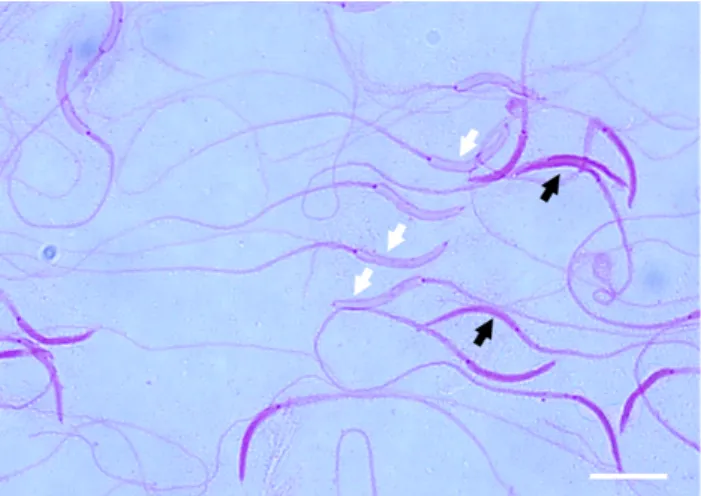 Table  1.  Morphological  properties  of  chromatin  status  of  Ogye  rooster  semen