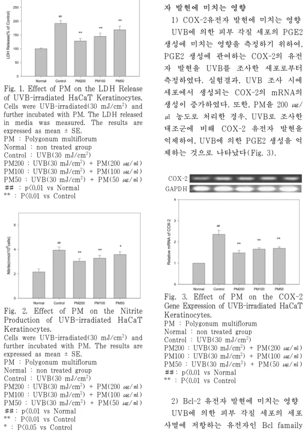 Fig.  3.  Effect  of  PM  on  the  COX-2  Gene Expression of UVB-irradiated HaCaT  Keratinocytes.
