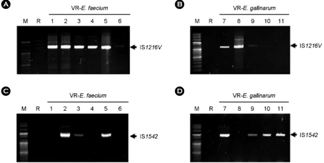 Figure 1. Detection of vanA gene in genomic and plasmid DNA of VRE isolates from patients by PCR using vanA primer set