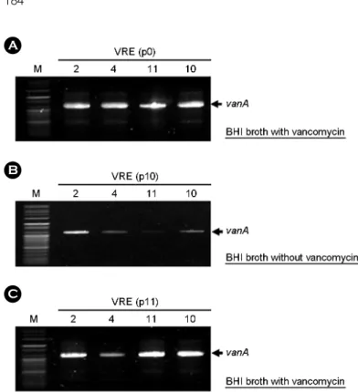 Figure 3. Change of vanA gene in plasmid of  VRE  isolates through serial passage using BHI broth without vancomycin