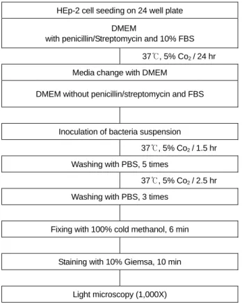 Figure 1. The procedure of  HEp-2 cell adherence assay. 