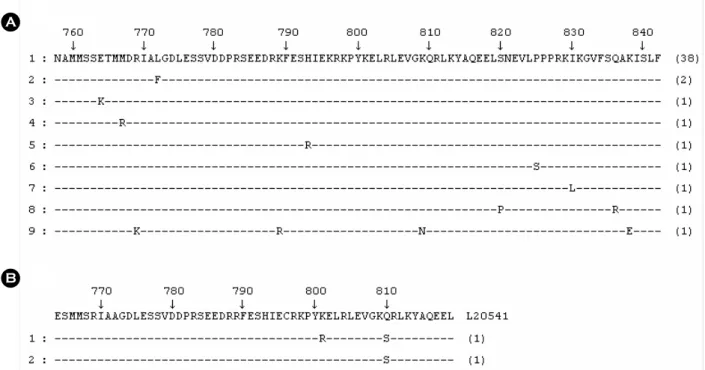 Figure 2. Comparison of  the predicted amino acid sequences of  the VP1/VP2 junction region of  HAV