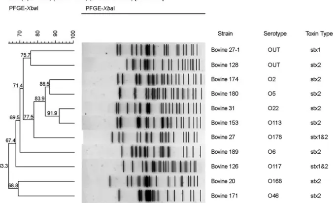 Figure 1. Dendrogram of  XbaI-digested PFGE profiles of  the STEC isolates from cattle