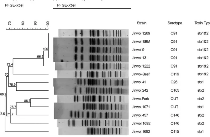 Figure 2. Dendrogram of  XbaI-digested PFGE profiles of  the STEC isolates from asymptomatic patients