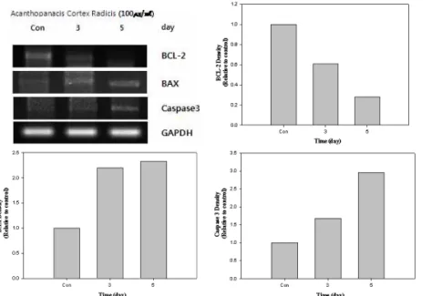 Fig. 5. Apoptosis Gene Expression Effect of ACRE on Hela cell : bcl-2, bax, caspase-3