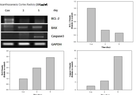 Fig. 9. Apoptosis Gene Expression Effect of ACRE on MCF-7 Cell : bcl-2, bax, caspase-3.