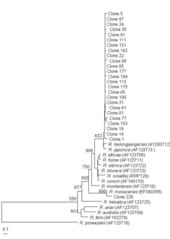 Figure 4. Dendrogram representing phylogenetic relationships  between partial gltA gene sequences (the size of about 330 bp) of  various Rickettsial strains and PCR-amplified gltA products from  tick