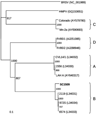 Figure 4. Phylogenetic anlaysis of AMPV SC1509 strain. 