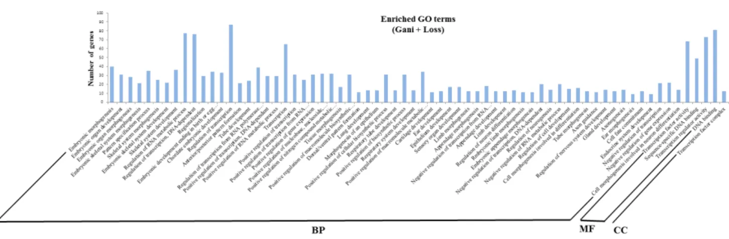 Fig.  2.  Histogram  of  gene  ontology  classification.
