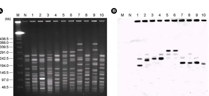 Figure 1. (A) CHEF electrophoresis of  SmaI-digested genomic DNAs from the VREF isolates and their transconjugants