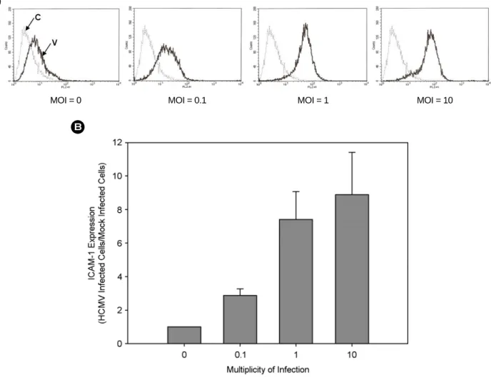 Figure 2. HCMV MOI-dependent stimulation of  ICAM-1 expression. THP-1 cells were infected with HCMV TB40/E at different MOIs.