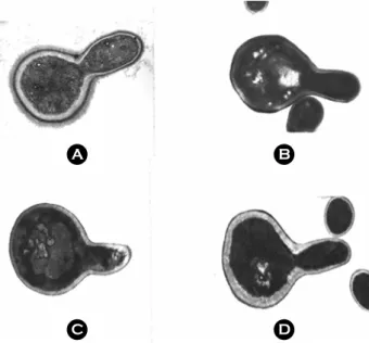 Figure 2. Effect of glucose and serum on the expression of  fibrillar layer in C. albicans