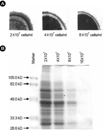 Figure 5. Effect of culture time on the expression of fibril of C. 