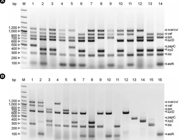 Figure 1. Amplicon patterns of  virulence-associated genes by multiplex PCR. (A) Combinations of  virulence-associated genes of APEC differentiated by multiplex PCR
