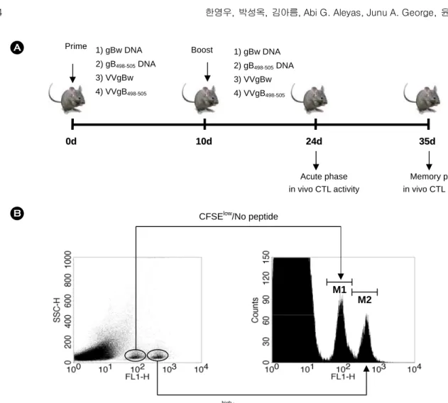 Figure 1. (A) Diagram for prime-boost immunization. C57BL/6 (n=6~7) were immunized i.m
