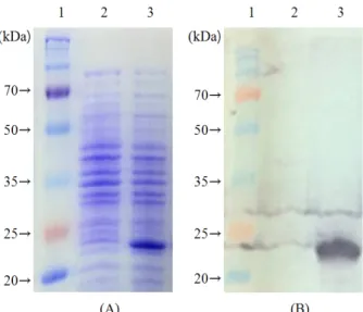Fig.  3.  Developmental  changes  of  serum  and  egg  yolk  antibody  titer  against  recombinant  FAV  fiber  2  after  immuniza-  tion.