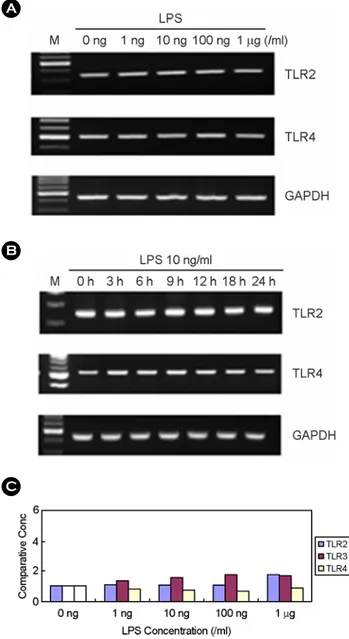 Figure 3. The effect of LPS on TLR2, TLR3, and TLR4 expression in human fetal RPE. (A) After LPS treatment for 7h at  variable dosages, total RNA was isolated and RT-PCR was  per-formed