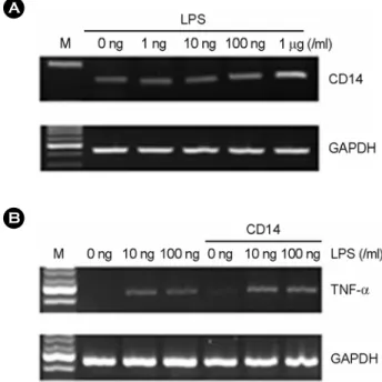 Figure 6. The effect of serum and soluble CD14 on LPS induced TNF-α expression in human fetal RPE