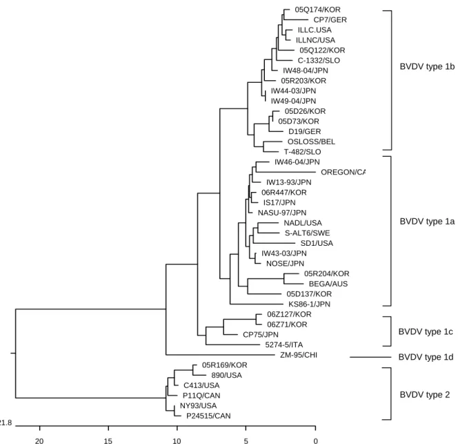 Figure 3. Phylogenetic tree of  the 5' non-coding regions (NCR) of  BVDV strains and isolates