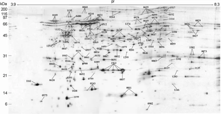 Figure 3. Blow-up images of  two different regions in 2-DE gels of  H. pylori whole cell proteins resolved by broad (pH 3.0~10.0),  intermediate (pH 5.0~8.0), narrow (pH 4.7~5.9) pH strips