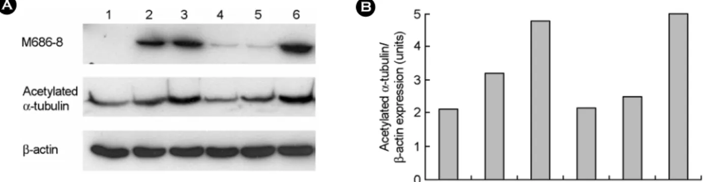 Figure 3. Immunoblot analysis of  acetylated tubulin after treatment of  cells with chemicals