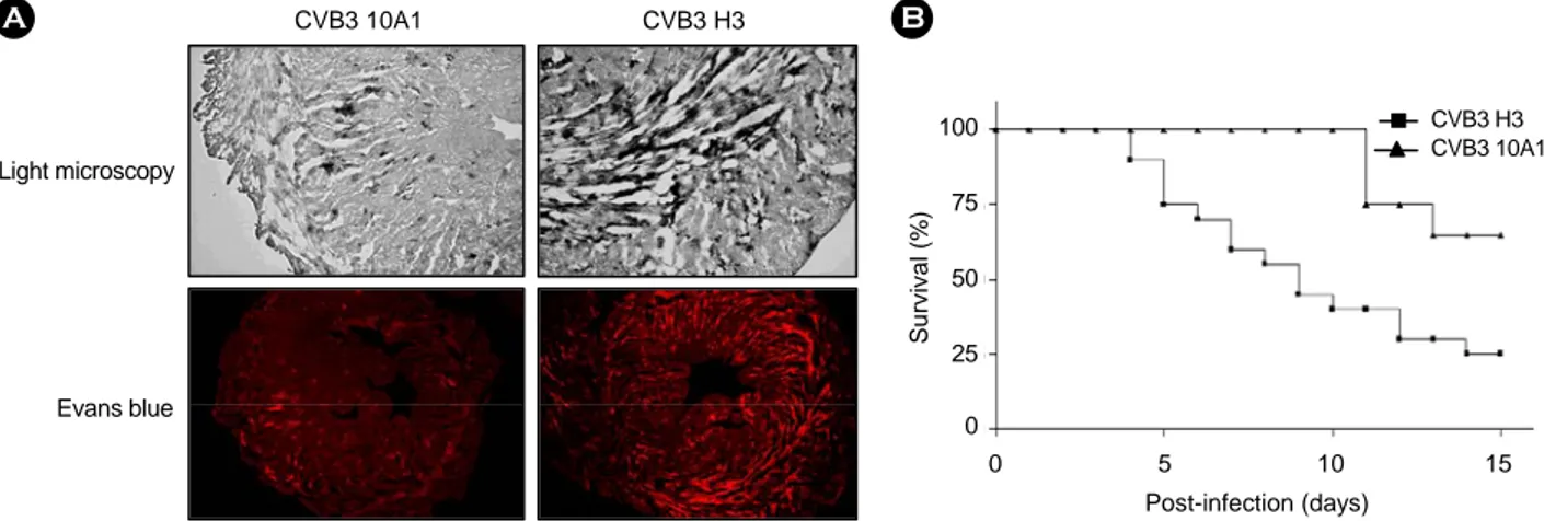 Figure 1. Characterization of  CVB3 H3 and 10A1 infected mouse. (A) Histology of  myocardial injury after CVB3 H3 and 10A1  infection