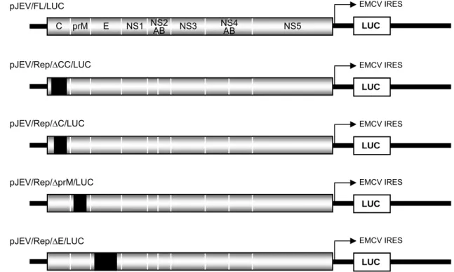Figure 1. Construction of  JEV viral replicons. The structures of  the JEV viral replicons are shown