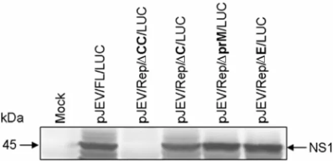 Figure 2. Generation of  the synthetic RNA transcripts in vitro transcribed from pJEV/Rep/∆CC/LUC, pJEV/Rep/∆C/LUC, pJEV/