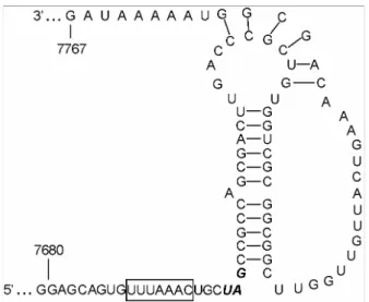 Figure 5. A phylogenetic tree constructed with the nucleotide sequence of  the full-length genome of all 12 available PRRSV isolates