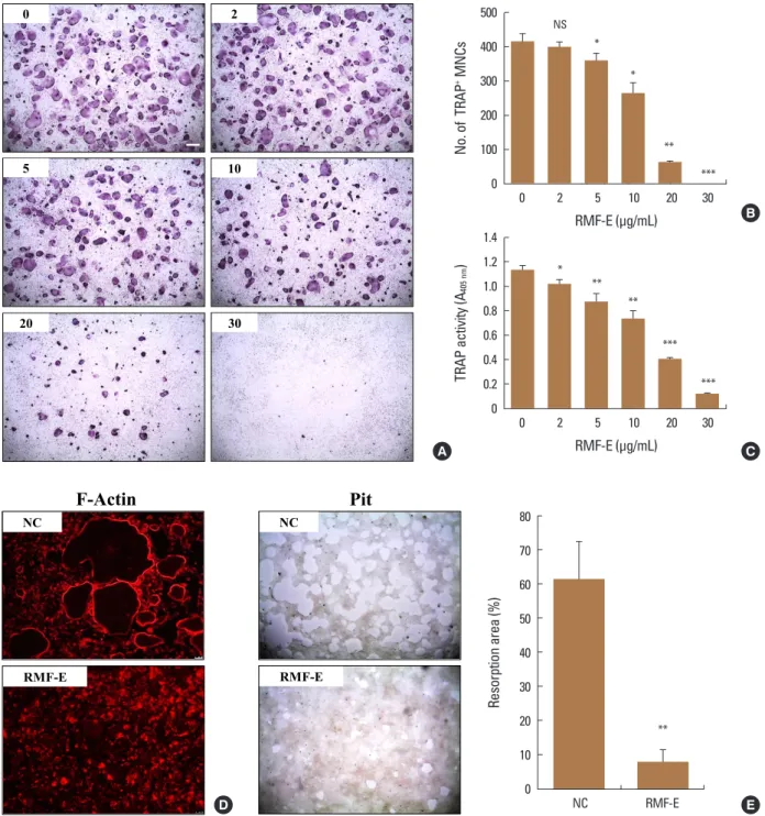 Fig. 2. Effect of Rosae Multiflorae fructus extract (RMF-E) on osteoclast differentiation and resorption activity