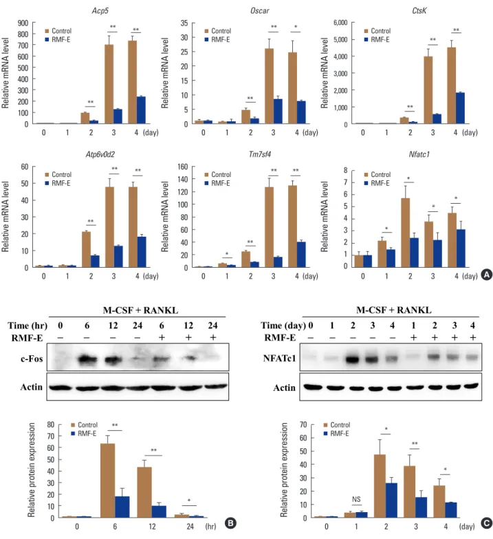Fig. 3. Effects of Rosae Multiflorae fructus extract (RMF-E) on the expression of osteoclast differentiation marker genes and transcription factors