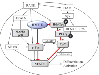 Fig. 5. Schematic diagram of the effect of Rosae Multiflorae fructus  extract (RMF-E) on receptor activator of nuclear factor-κB ligand  (RANKL)-induced osteoclastogenesis