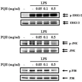 Fig. 7. Effects of PL extract on the activation of NF-kB on LPS-stimulated RAW 264.7 cells.