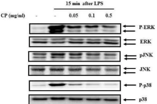 Fig. 6. Effects of CP on the Degradation of Ik-Ba on LPS-stimulated RAW 264.7 cells.