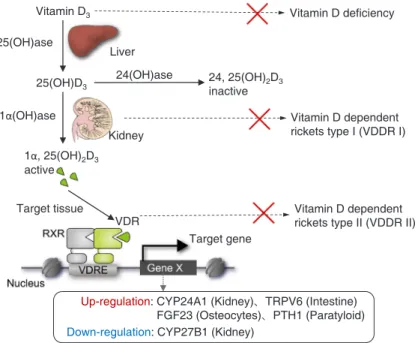 Fig. 1. Schematic representation of vitamin D signaling and its related disease. Vitamin D is converted into an active form as a vitamin D receptor  (VDR) ligand for gene regulation