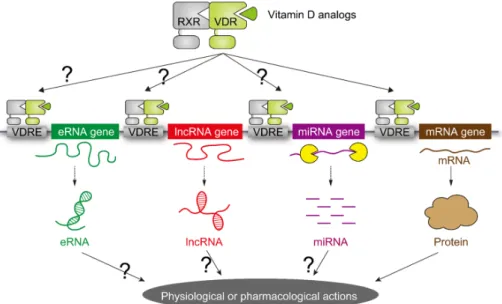 Fig. 2. Schematic representation of vitamin D target genes. The target genes for vitamin D receptor (VDR) were considered to be limited to the  mRNA genes encoding proteins