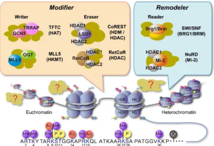 Fig. 3. Schematic representation of chromatin reorganization and epigenetic regulators