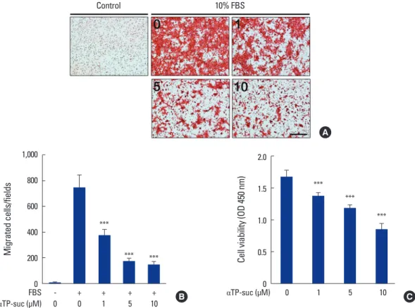 Fig. 1. Effect of α-tocopheryl succinate (αTP-suc) on the cell migration and cell viability of 4T1 cells