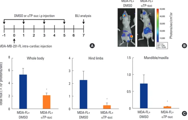 Fig. 2. Effect of α-tocopheryl succinate (αTP-suc) on metastasis by intracardiac injection of MDA-MB-231-FL (MDA-FL) cells