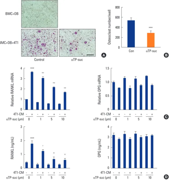 Fig. 3. Effect of α-tocopheryl succinate (αTP-suc) on osteoclast differentiation in triple co-culture and on 4T1 cell-conditioned medium (4T1-CM)- (4T1-CM)-induced receptor activator of nuclear factor-κB ligand (RANKL) expression in osteoblasts (OBs)