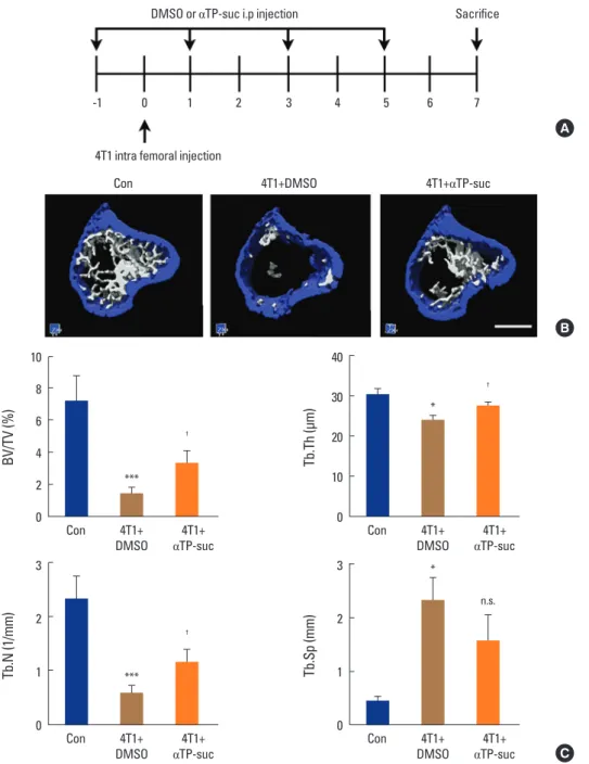 Fig. 4. Effect of α-tocopheryl succinate (αTP-suc) on the bone destruction by 4T1 cells in the mouse model of intrafemoral injection