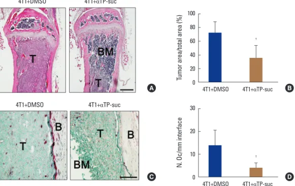 Fig. 5. Effect of α-tocopheryl succinate on tumor burden and osteoclast number by 4T1 cells