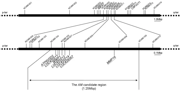 Fig.  1.  The  abnormal  muscle  (AM)  candidate  region  and  locations  of  genetic  markers  used  in  this  study