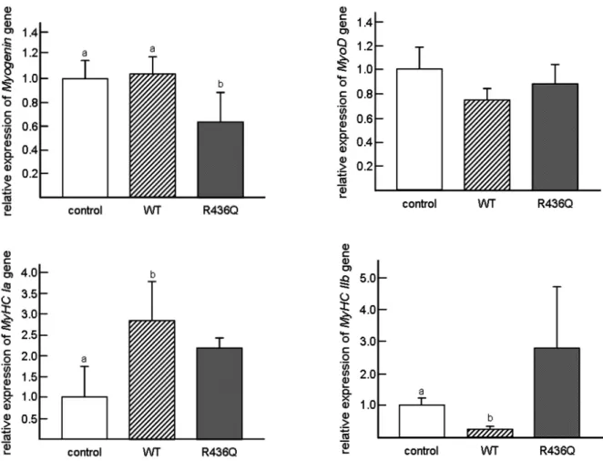 Fig.  6.  Muscle-differentiation  markers  in  WWP1-transfected  (WT  and  R436Q)  and  empty  vector-transfected  (control)  C 2 C 12   cells