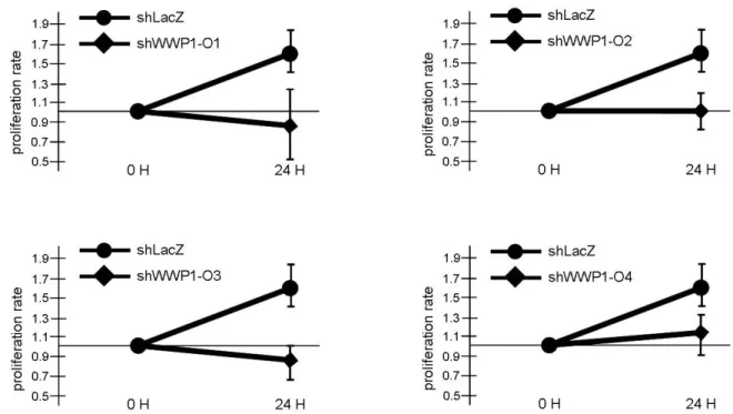 Fig.  7.  The  effects  of  four  WWP1-shRNA  sequences  on  C 2 C 12   cells.  Four  WWP1-shRNA  sequences  (shWWP1-O1-4)  were  prepared  and  their  effects  on  the  proliferation  rate  of  C 2 C 12  cells  were  observed