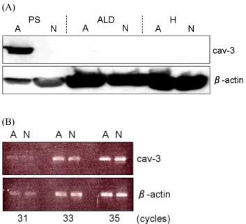 Fig.  8.  Expression  of  caveolin-3  at  protein  and  mRNA  level. 