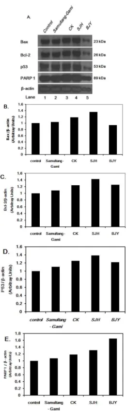 Fig. 10. The Effect of Samultang-Gami extracts on Bax, Bcl-2, p53 and PARP-1